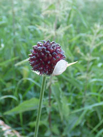 Allium vineale